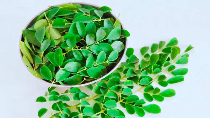 முருங்கை இலை பொடி தினசரி எவ்வளவு வரை எடுத்துகொள்ளலாம்?