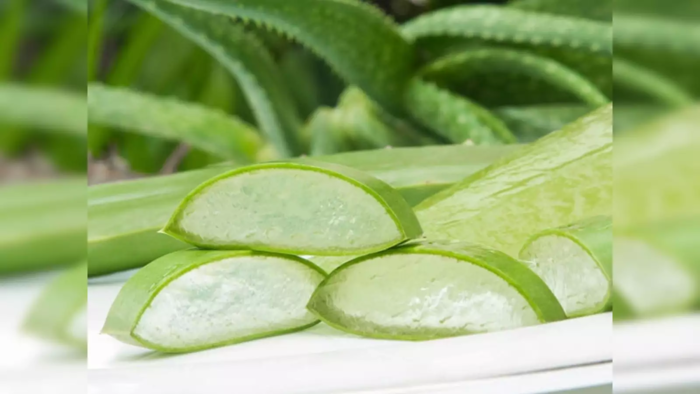 வாய்ப்புண்ணை சரிசெய்யும் கற்றாழை (Aloe Vera Gel For Mouth Ulcer) வாய்ப்புண்ணை சரிசெய்யும் கற்றாழை (Aloe Vera Gel For Mouth Ulcer)