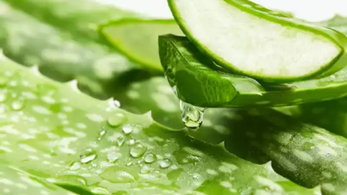 கற்றாழை ஜெல் கற்றாழை ஜெல்