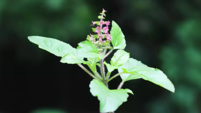 வாய்ப்புண்ணை ஆற்றும் துளசி (Tulsi For Mouth Ulcer) வாய்ப்புண்ணை ஆற்றும் துளசி (Tulsi For Mouth Ulcer)